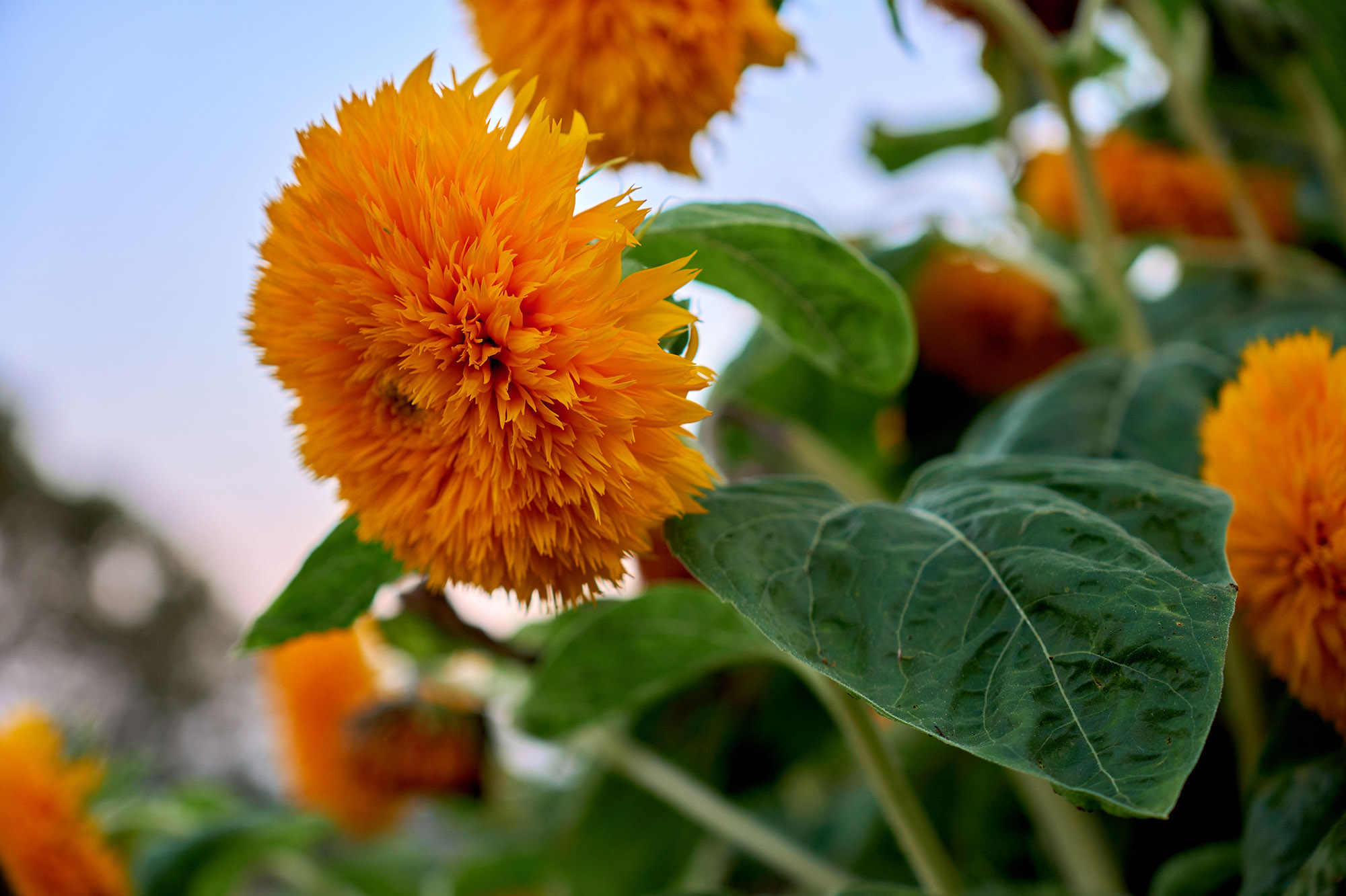 orange safflowers blooming