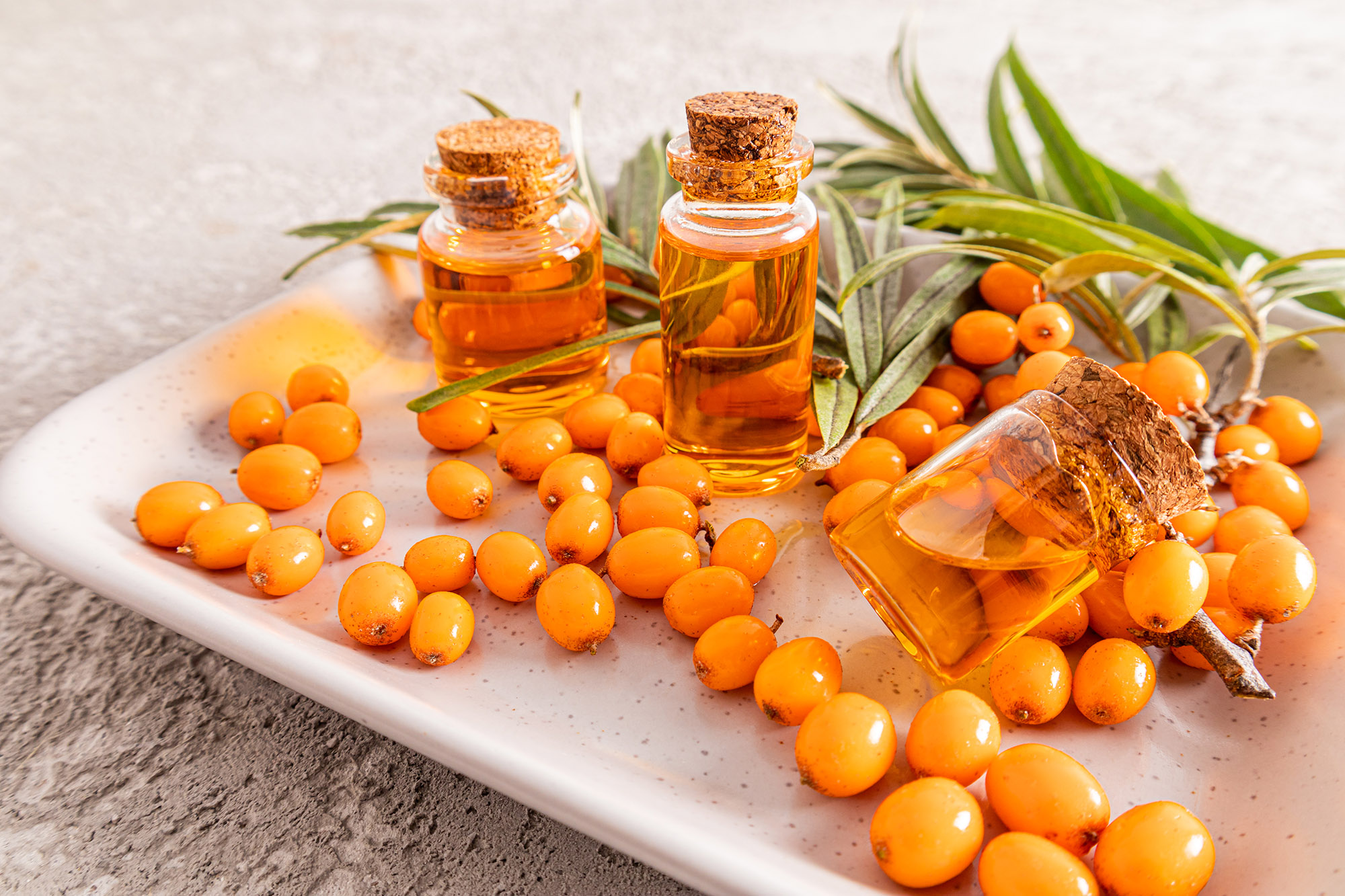 Sea buckthorn oil is rich in antioxidants, omega-7 fatty acids, promotes cellular regeneration, boost skin health, and a healthy immune system