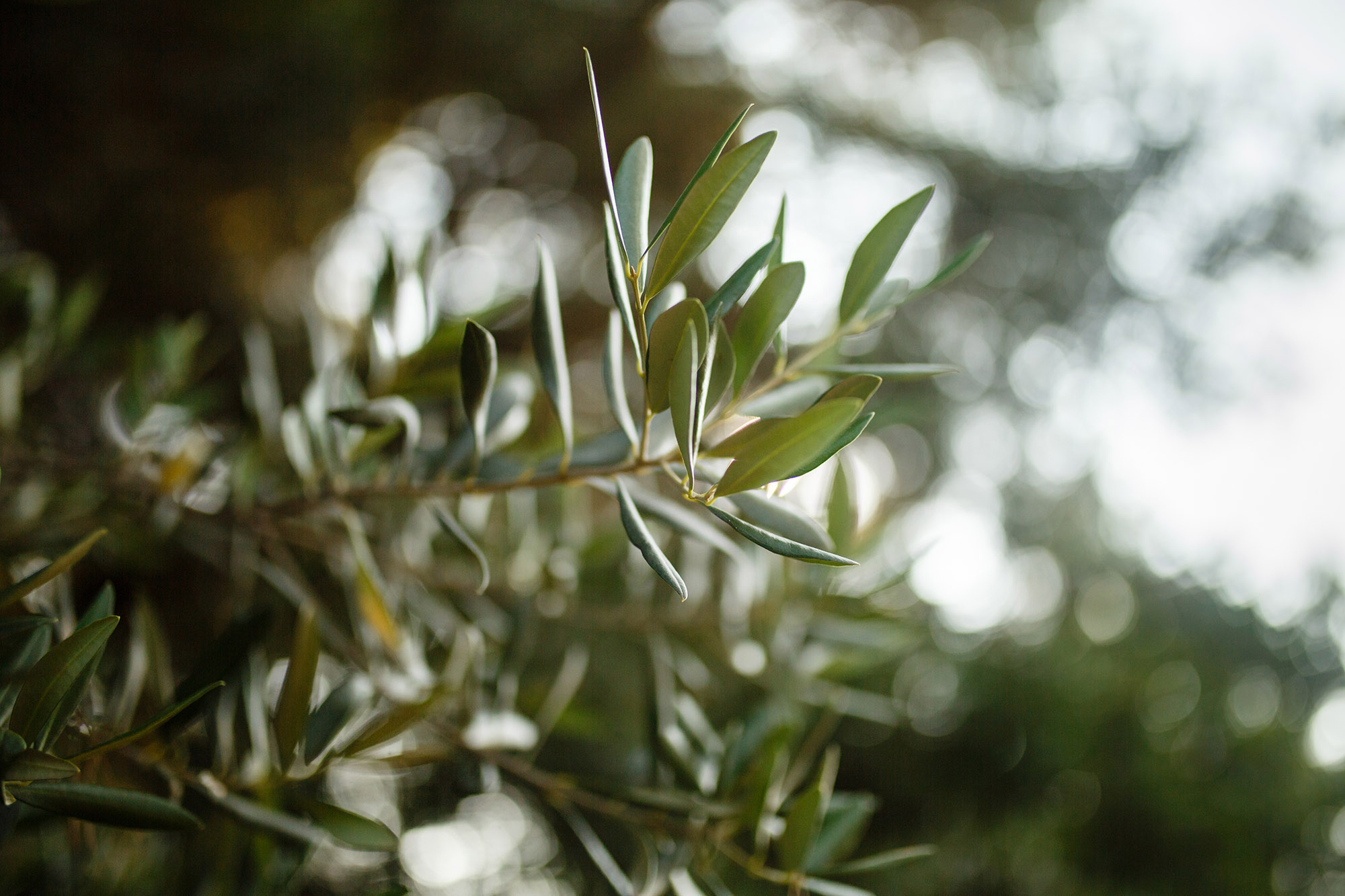 Olive leaf extract is known for its antimicrobial properties, aiding in elimination of harmful bacteria and supporting healthy gut flora