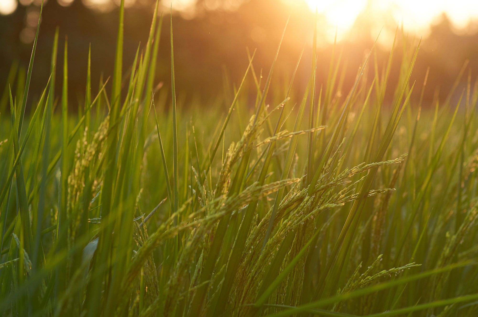 Soil-Based Organisms beneficial for health