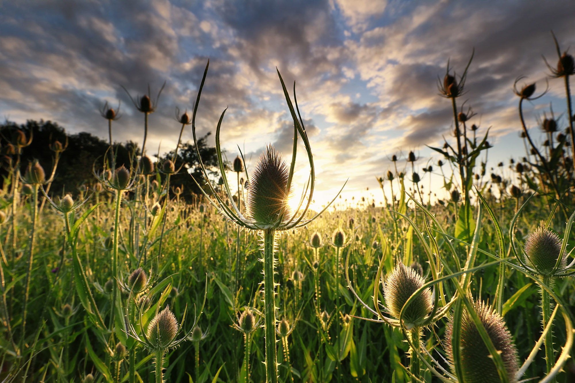 Teasel Dipsacus aids in healthy blood circulation, soothing digestion, and promoting healthy intestinal function