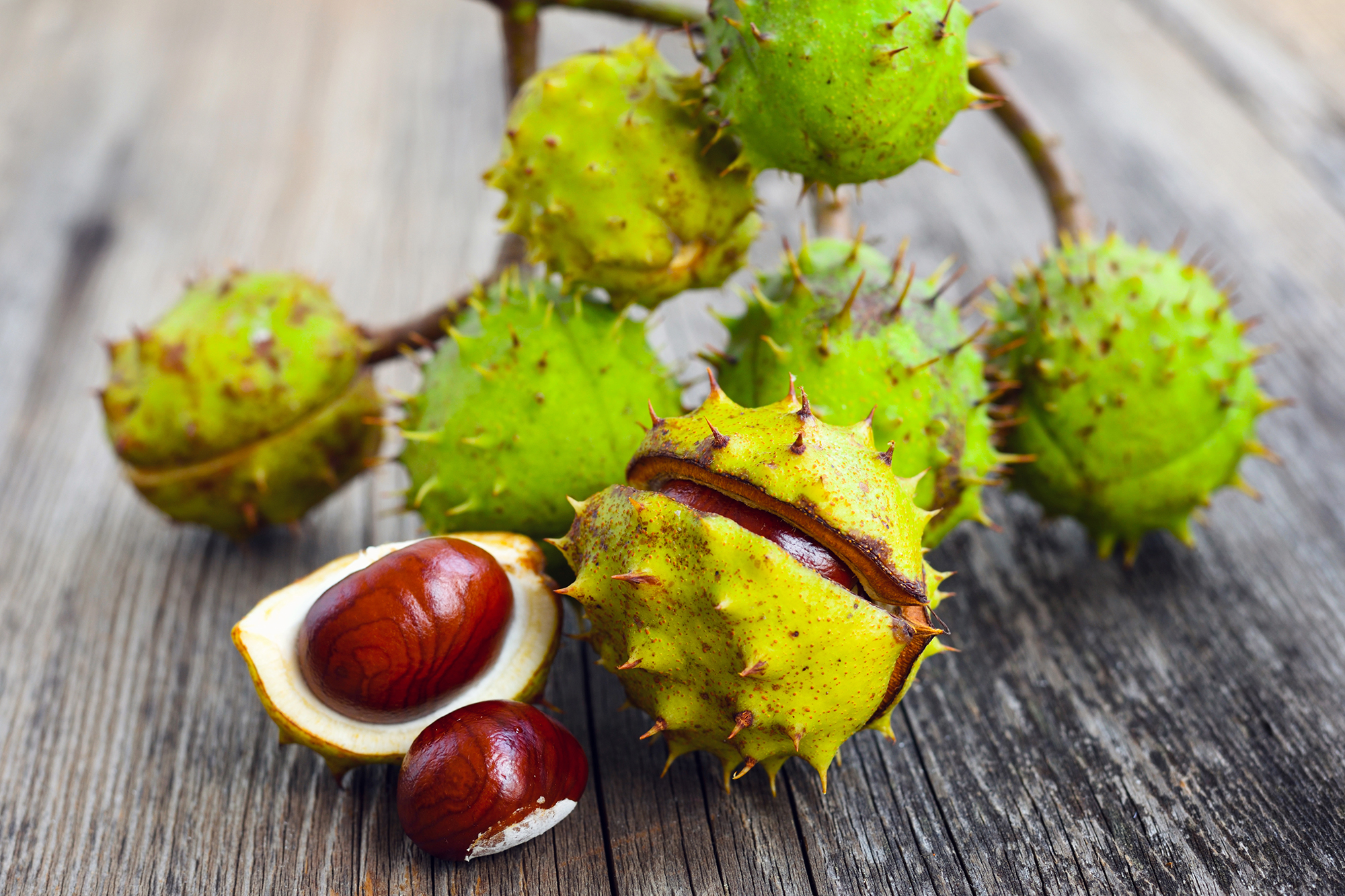 Horse chestnut seed, an antioxidant, promotes healthy circulation, aids digestion, and supports healthy intestinal function